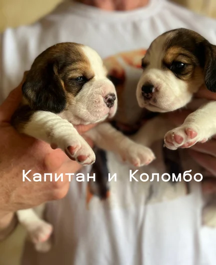 c5c2a119-c44f-42ad-a522-c7608567a9e5-коломбоикапитан.jpg