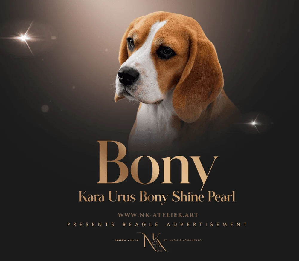 ✨ Анонс помёта биглей от Kara Urus Bony Shine Pearl ✨