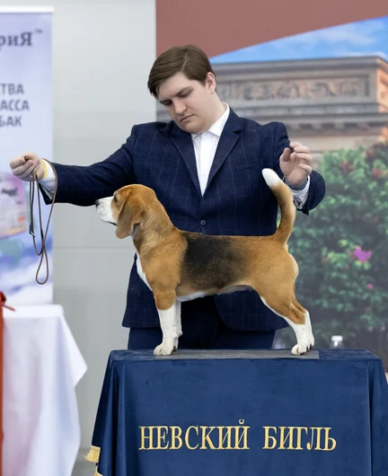 accd015f-6073-40e8-9b15-13cbbcb0171d-невскийбигльсайт.jpg